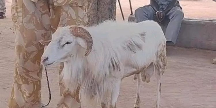 السجن لــــخروف قتل امرأة في جنوب السودان .. أرض الأساطير