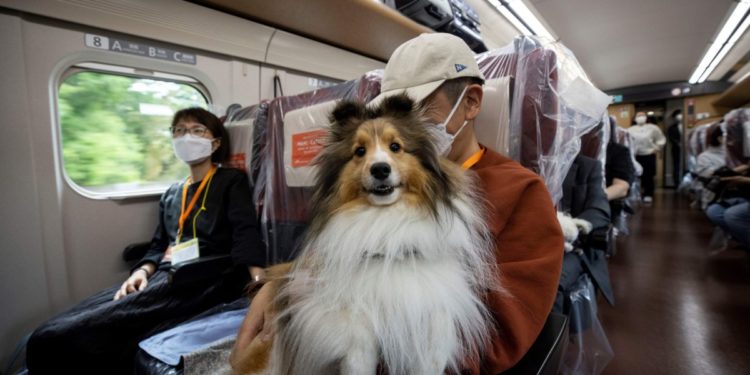 رحلة مخصصة للكلاب في اليابان ,, لمدة ساعـــة