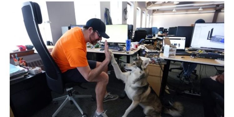 كلاب ترافق أصحابها إلى مكاتبهم 