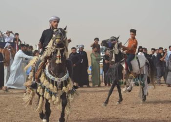 ميسان تحتضن مهرجاناً للخيول العربية الأول من نوعه