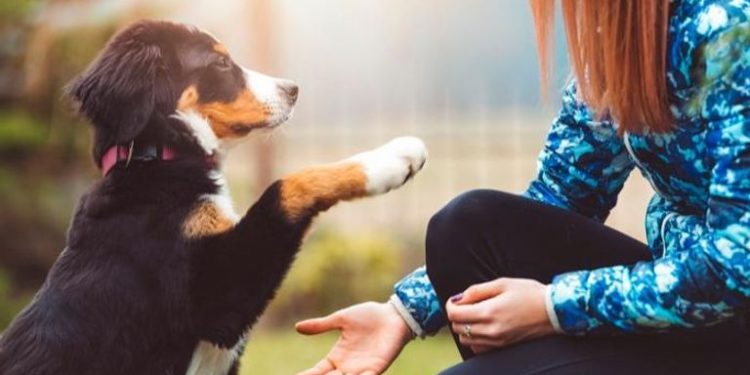 دراسة تكشف سر جين الوفاء لدى الكلاب