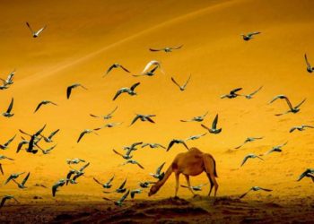 الأربعة التي عرفت “أديب العاني” أكثر من المتنبي