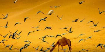 الأربعة التي عرفت “أديب العاني” أكثر من المتنبي