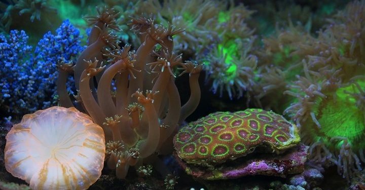 علماء يتمكنون من سمـــــاع “أصوات الشعاب المرجانية”