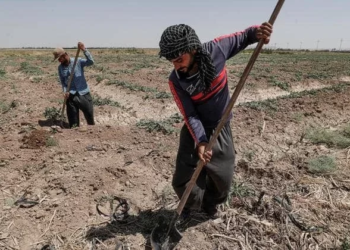 الزراعة العراقية .. نواجه خطراً يهدد الأمن الغذائي