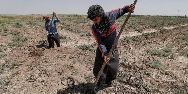 الزراعة العراقية .. نواجه خطراً يهدد الأمن الغذائي