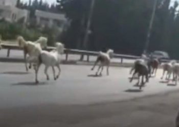 هروب خيول “الإسطبلات الملكية” بالأردن بسبب حريق.. يقدَّر سعرها بملايين الـ $ + فيديو