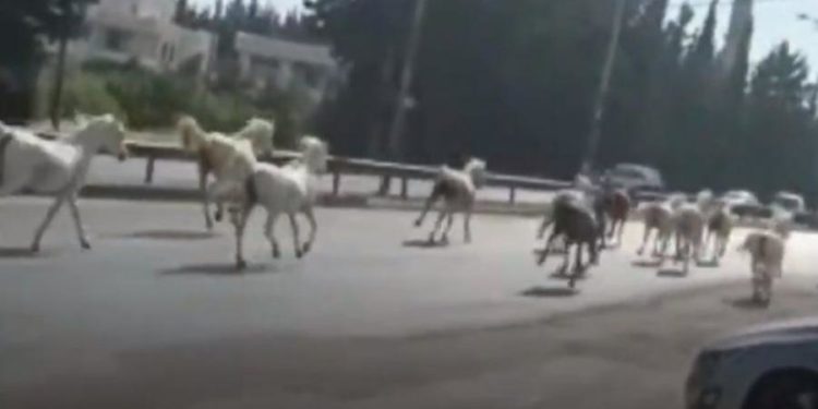 هروب خيول “الإسطبلات الملكية” بالأردن بسبب حريق.. يقدَّر سعرها بملايين الـ $ + فيديو