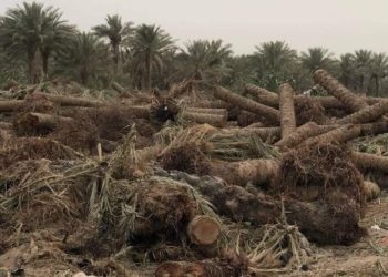 التجاوز على الأراضي الزراعية انتهاك صارخ و وزارة البيئة تنتفض + صور