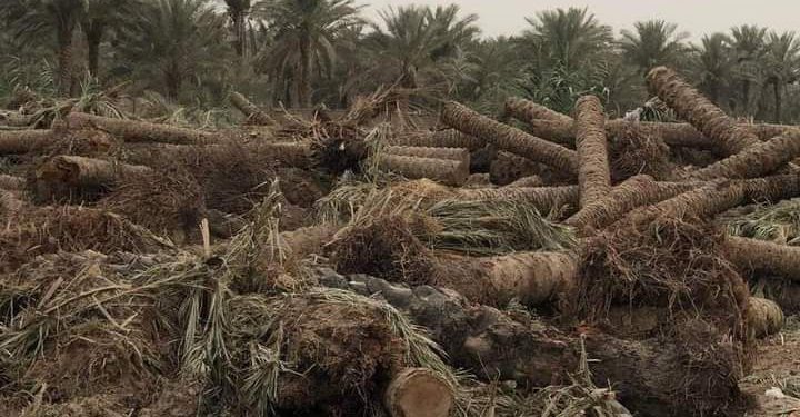 التجاوز على الأراضي الزراعية انتهاك صارخ و وزارة البيئة تنتفض + صور