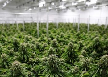 تزايــــــد تعاطي “القنـــب” وخطر الإصابة بالاكتئاب والانتحار