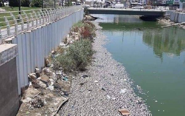 نفــــــــوق عدد كبير من الأسماك في نهر العشار بالبصرة