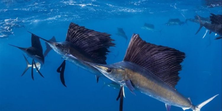 سمكة تقفز من المياه وتطـــعن امرأة على الشاطئ بسواحل فلوريدا