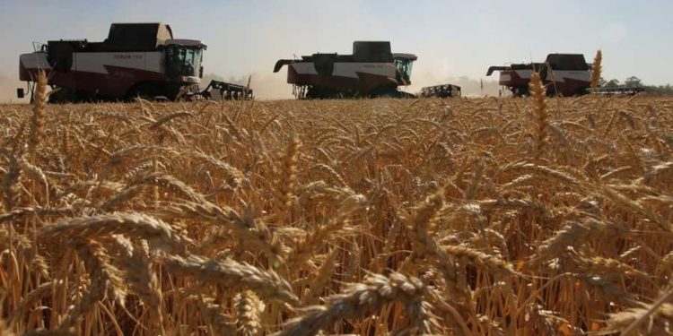 الاتحاد الأوروبي .. استئناف تصدير الحبوب الأوكرانية مسألـــة “حياة أو موت”
