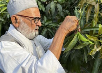 300 نوع من المـــانغــــو في شجرة واحدة