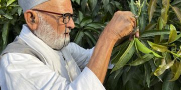 300 نوع من المـــانغــــو في شجرة واحدة