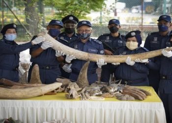 ماليزيا تصادر أنياب أفيال وحراشف آكل النمل بـ 18 مليون $