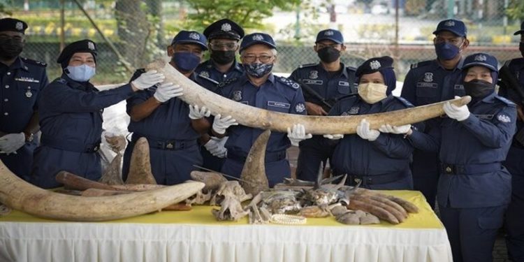 ماليزيا تصادر أنياب أفيال وحراشف آكل النمل بـ 18 مليون $