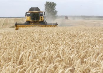 بين مطرقة القصف وسندان نقص الوقود  .. حصاد القمح الأوكراني !