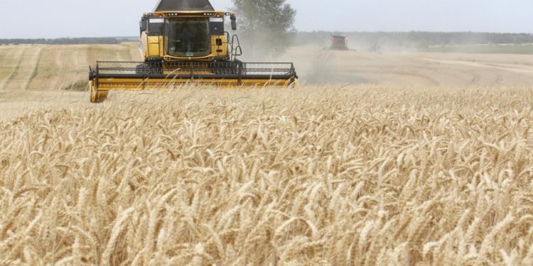 بين مطرقة القصف وسندان نقص الوقود  .. حصاد القمح الأوكراني !