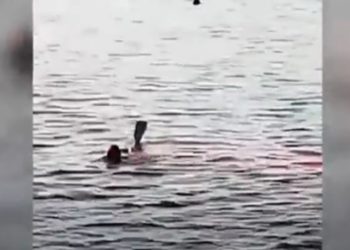 بالفيديو .. قرش يمزق سائحة أجنبية بالغردقة في مصر
