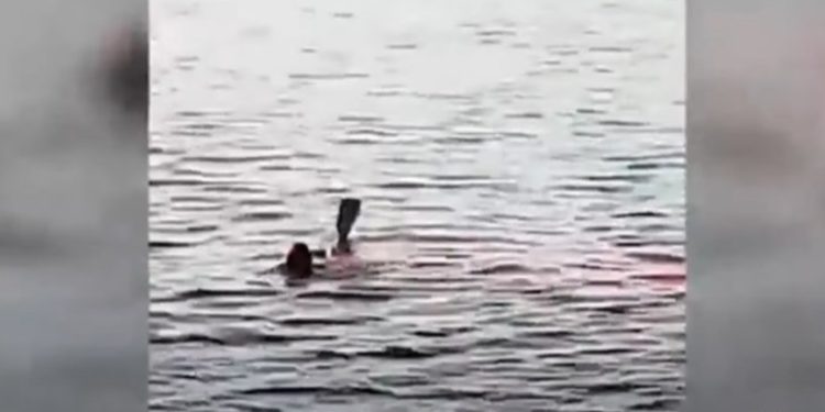 بالفيديو .. قرش يمزق سائحة أجنبية بالغردقة في مصر