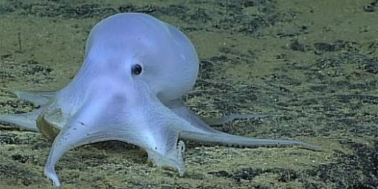 الأخطبوط الشبحي كاسبر