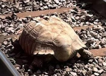 سلحفاة جريحة تعيق حركة القطارات في إنجلترا