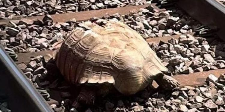 سلحفاة جريحة تعيق حركة القطارات في إنجلترا