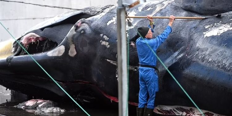 استئناف عملية صيد ثاني أكبر أنواع الحيتان بالعالم .. بعد توقف 4 سنوات