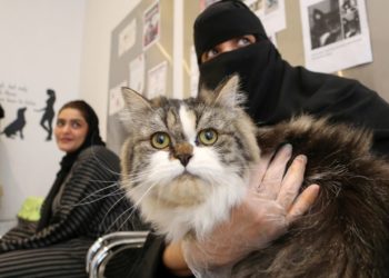إنشاء فندق 5 نجوم لاستضافة القطط في السعودية