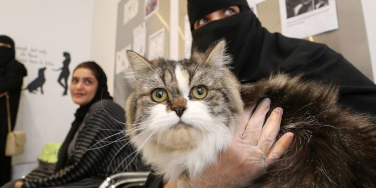 إنشاء فندق 5 نجوم لاستضافة القطط في السعودية