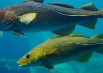 “الاحتباس الحراري” … الأسماك الكبيرة في خطر