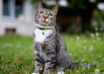 اليوم العالمي للقطط .. تاريخ من الاضطهاد يقابله تقدير واعتناء