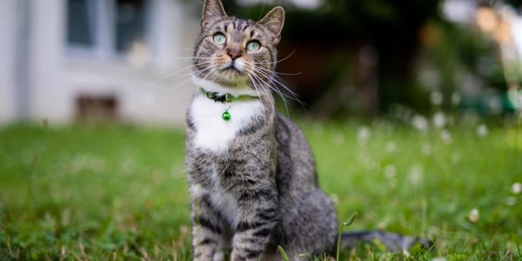 اليوم العالمي للقطط .. تاريخ من الاضطهاد يقابله تقدير واعتناء