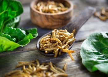 الحشرات تمنح نكهة اللحم للأطعمة البديلة