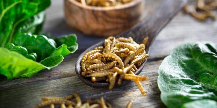 الحشرات تمنح نكهة اللحم للأطعمة البديلة