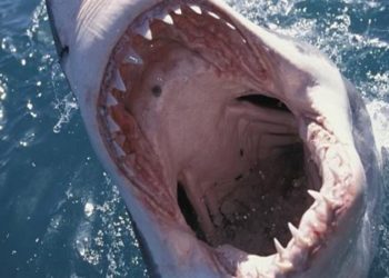 شاهد لحظة عبور سمكة قرش بجوار رجل وامرأة بفلوريدا .. طعام من اللحم البشري