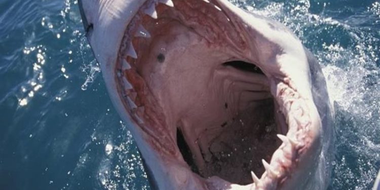 شاهد لحظة عبور سمكة قرش بجوار رجل وامرأة بفلوريدا .. طعام من اللحم البشري