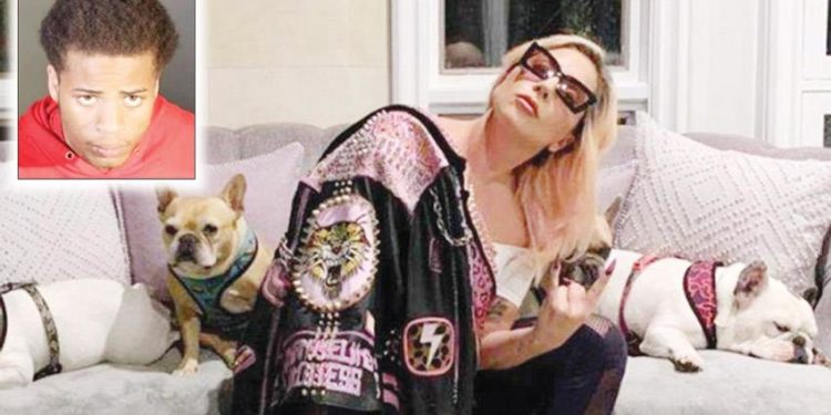 السجن 6 سنوات لمتهم حاول سرقة كلاب النجمة ليدي غاغا