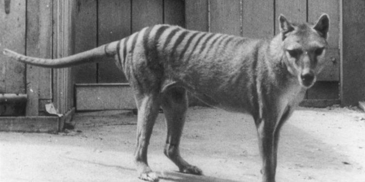 علماء يبدأون مشروعاً لإعادة “إحيــــاء” حيوان منقرض