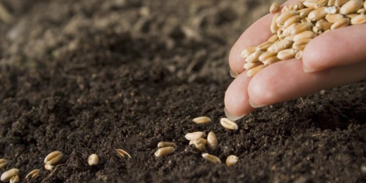 توجيه بصرف المستحقات المالية لكافة مسوقي بذور الحنطة