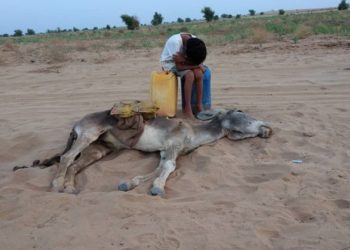 ما حقيقة الصورة ,, طفل يبكي جانب حمار “نفق عطشا”