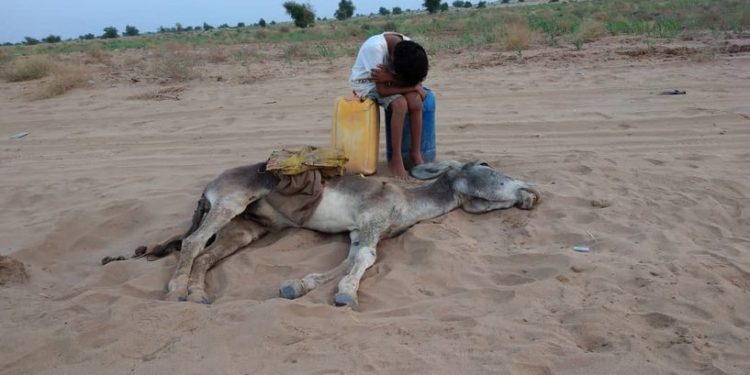ما حقيقة الصورة ,, طفل يبكي جانب حمار “نفق عطشا”