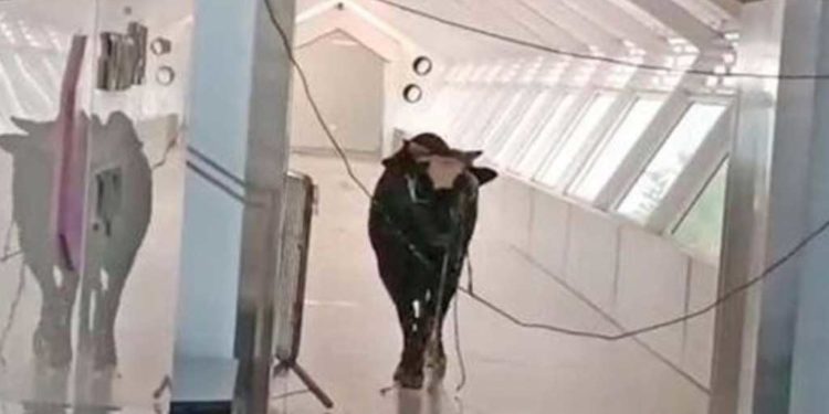 ثور يقتحم مقر بنك إسرائيلي ,, (نصف ساعة رعب)