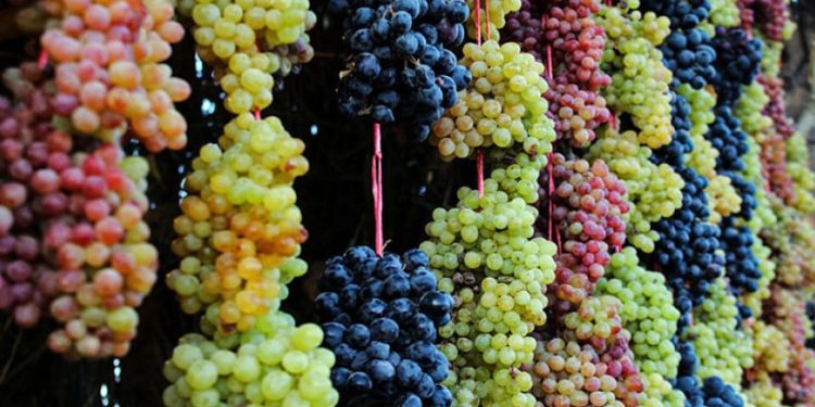 دراسة تكشف عن الفوائد المذهلة لتناول كوبين منه يومياً.. ما لا نعرفه عن العنب