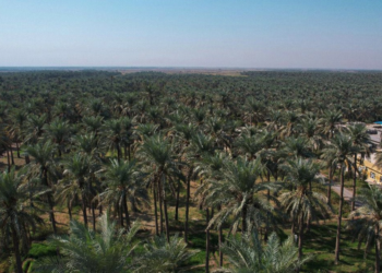 ماذا يحدث لنخيـــل العراق ؟