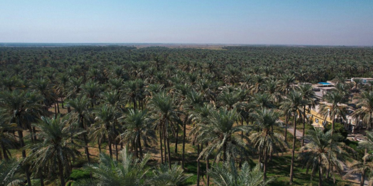 ماذا يحدث لنخيـــل العراق ؟