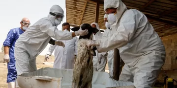 فرق بيطرية تتعقب الحمى النزفية في العراق