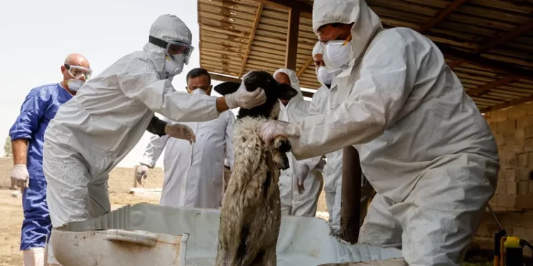 فرق بيطرية تتعقب الحمى النزفية في العراق